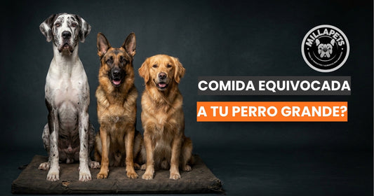 Alimento para perros de razas grandes: la diferencia que se nota a los 7 años