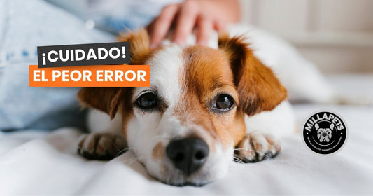 El error más común al alimentar a tu perro o gato en Santiago