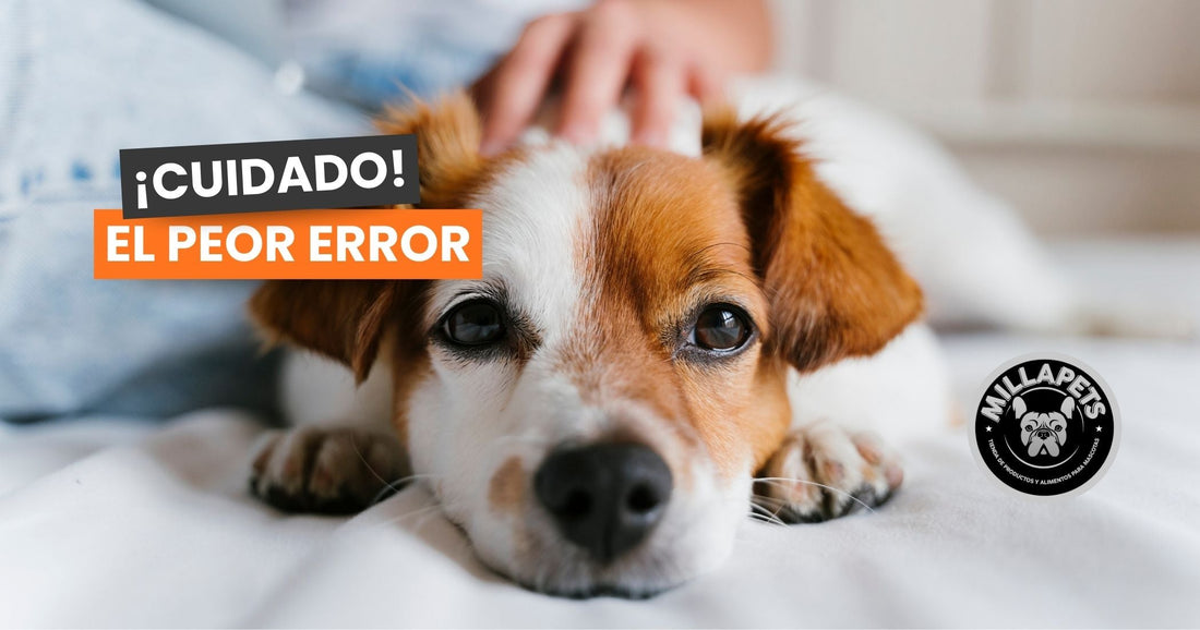 El error que muchos dueños de mascotas cometen