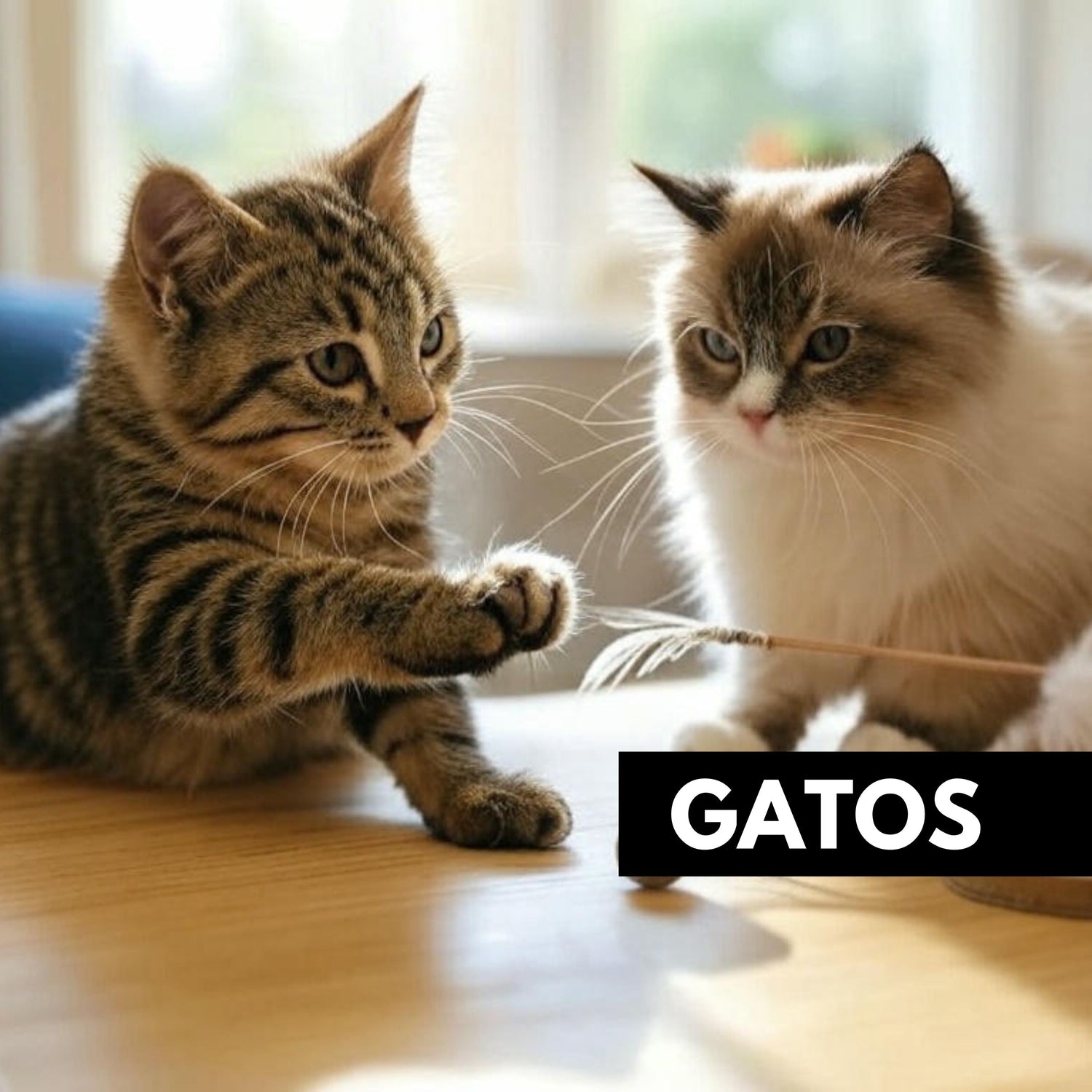 Gato