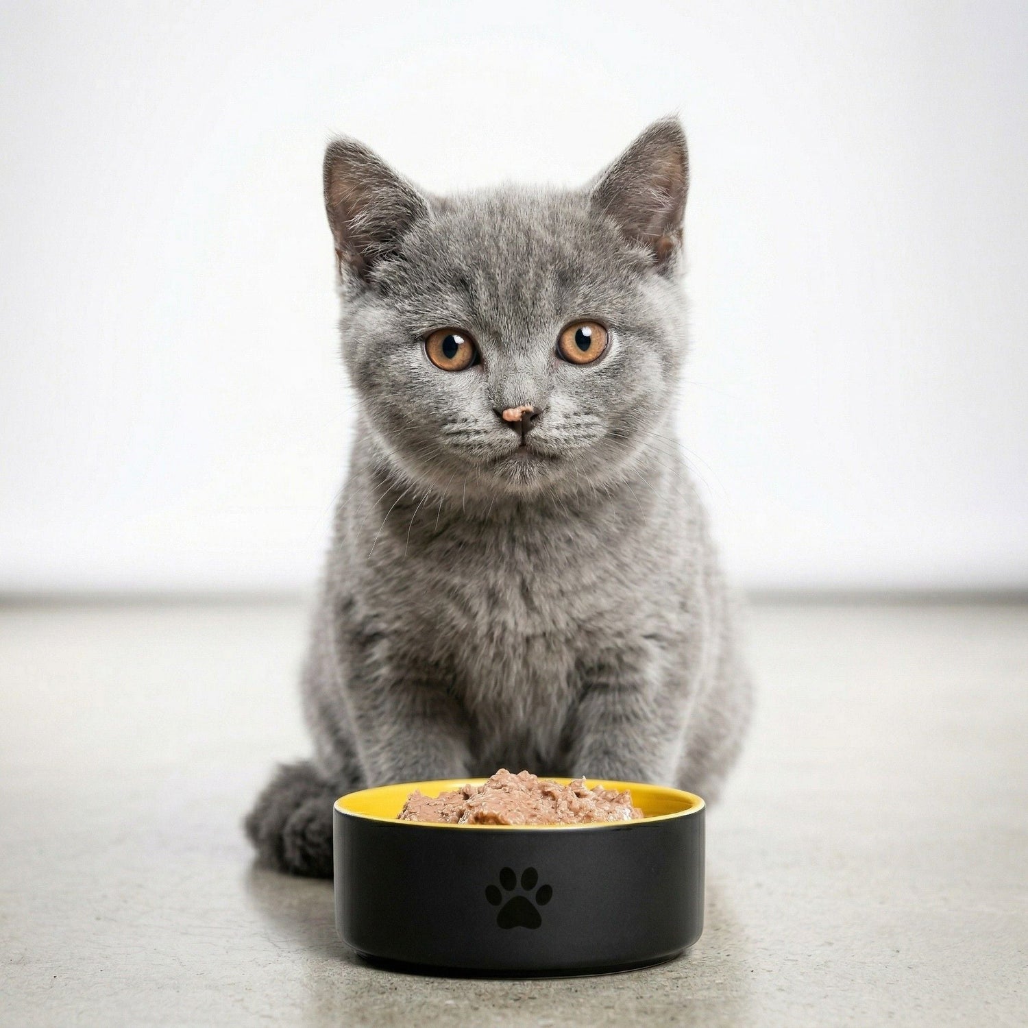 Alimento Gatos