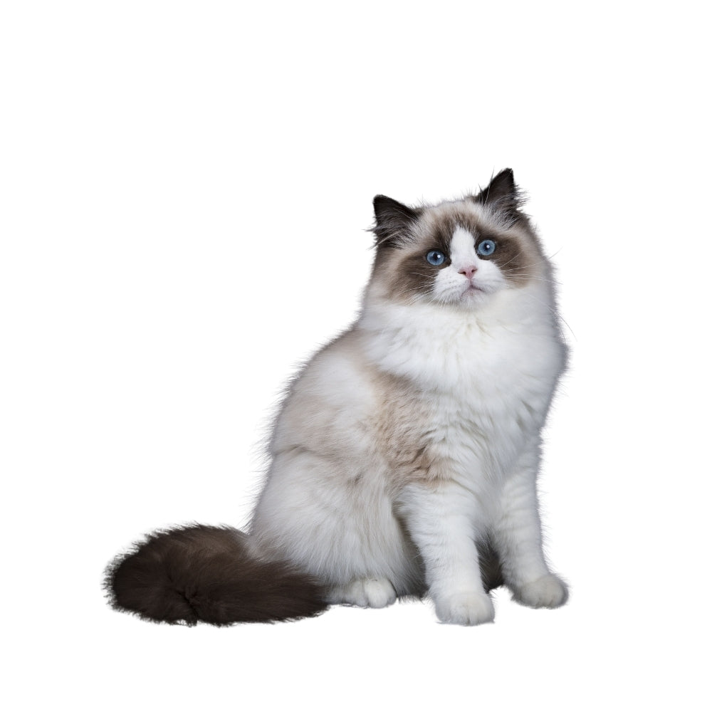 Adultos gato
