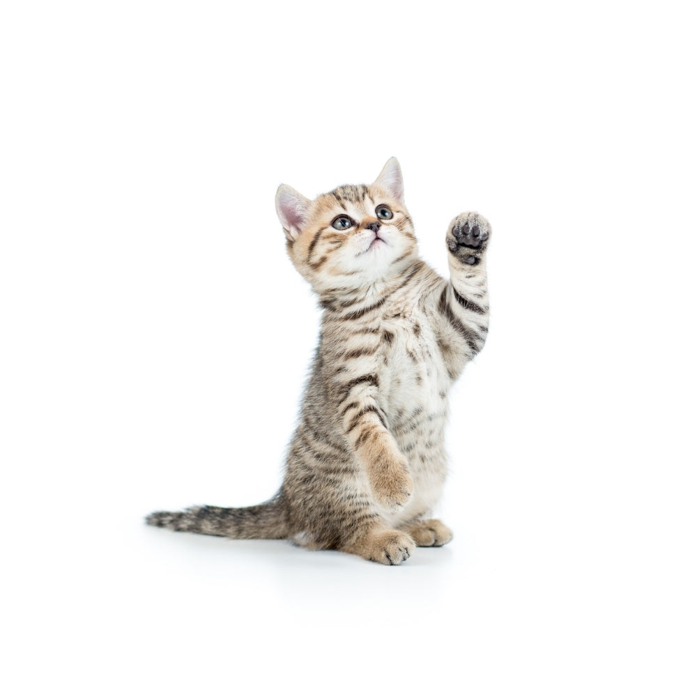 Cachorros Gato
