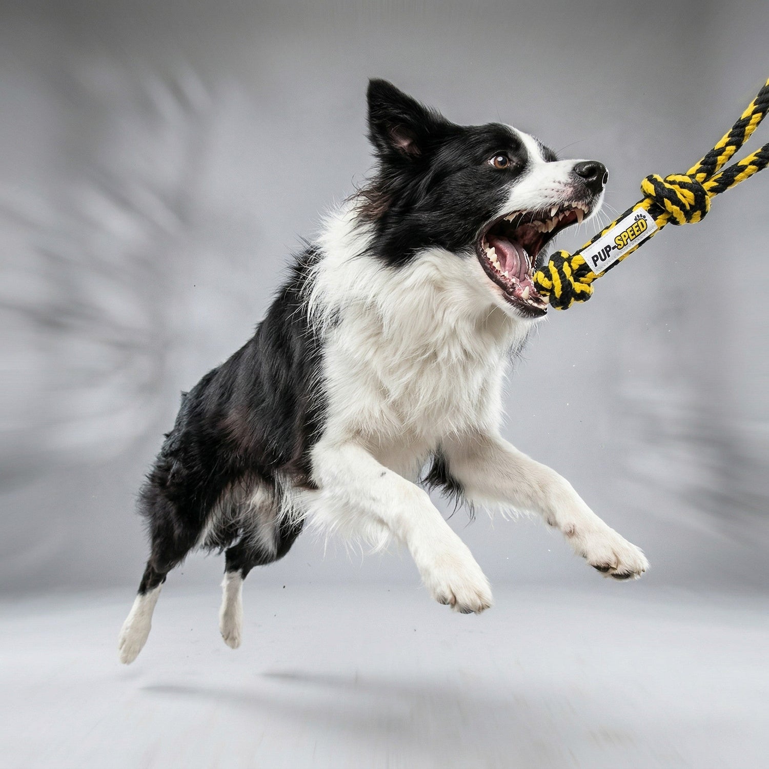 Juguetes y Accesorios Perro
