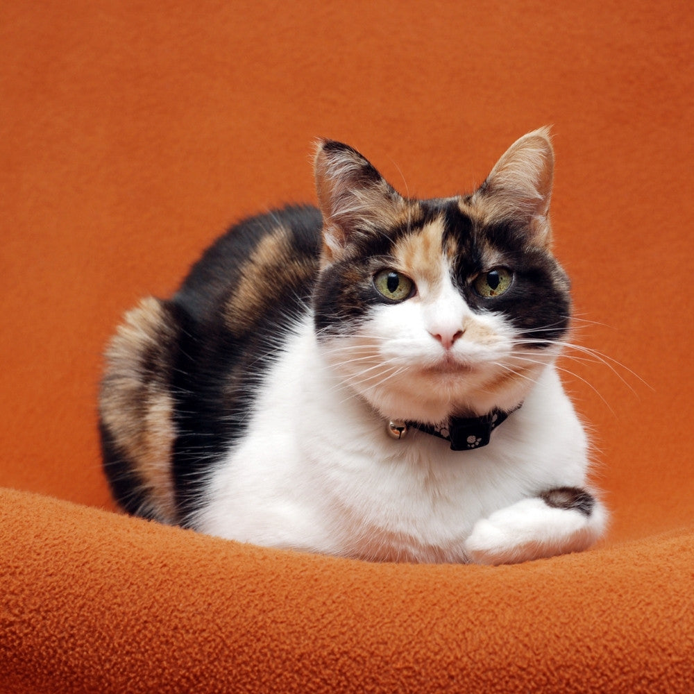 Gatos senior