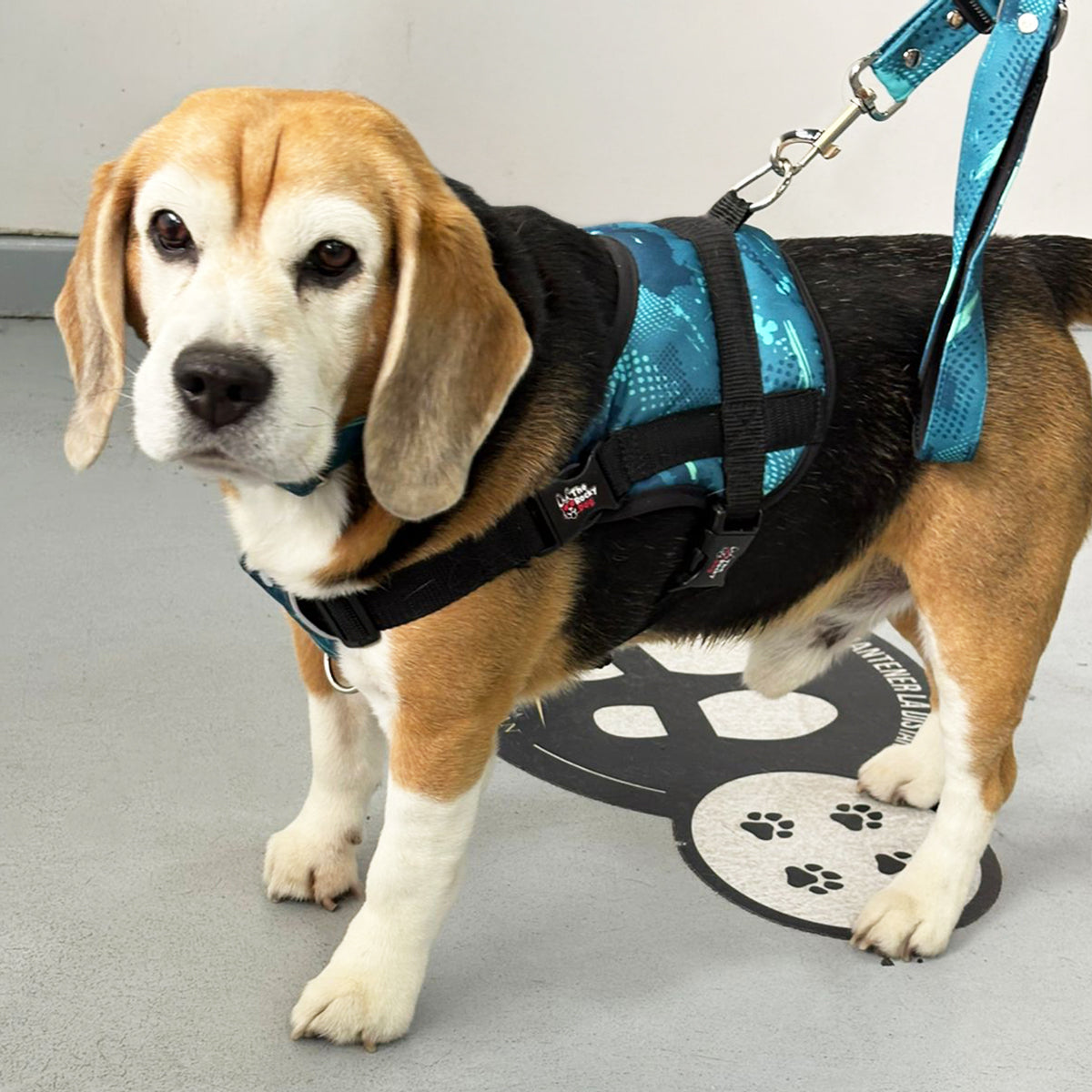 Arnés para Perro Grunge