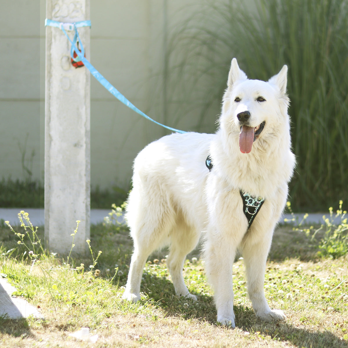 Correa manos libres Liquid